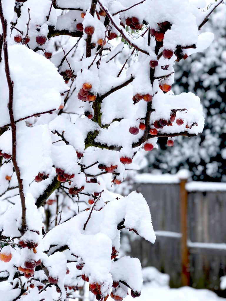 crabapples in snow