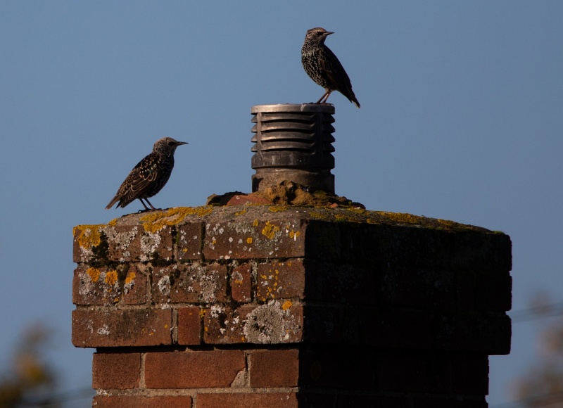 chimney caps near me