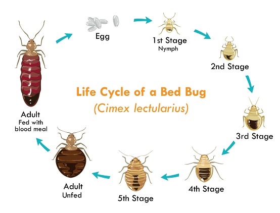 bed bug heat treatment