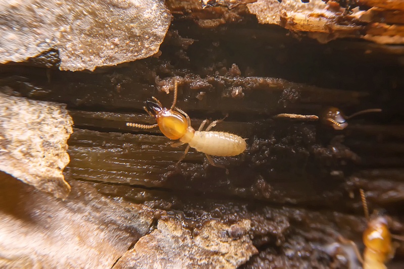 termite control west orange nj