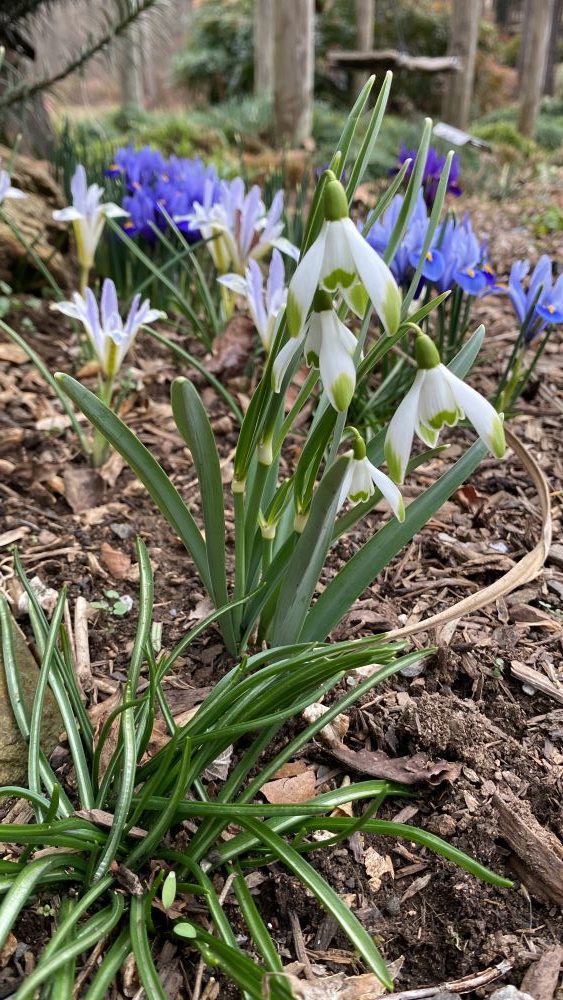 galanthus and iris